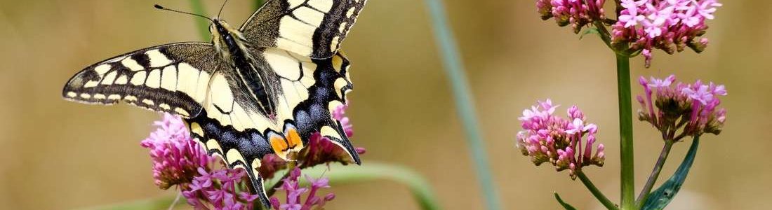 prachtige vlinders en bloemen rondom Mas Taillet bij Prats de Mollo, midden in de natuur