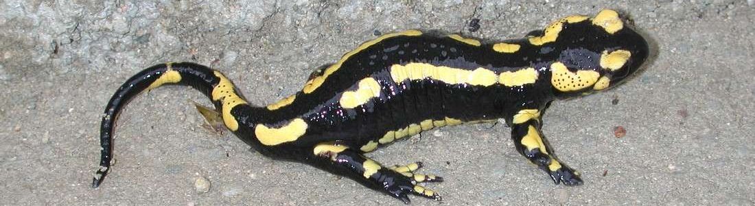 salamander, veel natuur rondom vakantiehuis Mas Taillet, daarom zijn we ook bij natuurhuisje.