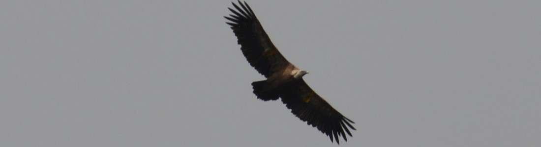 Vautour, een hele grote vogel in het natuurgebied van Prats de Mollo